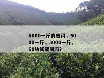 6000一斤的普洱，5000一斤，3000一斤，60块钱能喝吗？