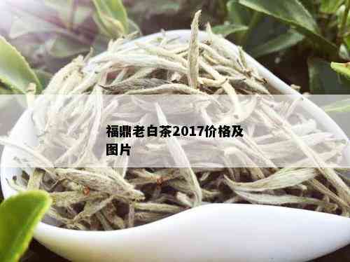 福鼎老白茶2017价格及图片