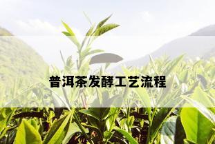 普洱茶发酵工艺流程