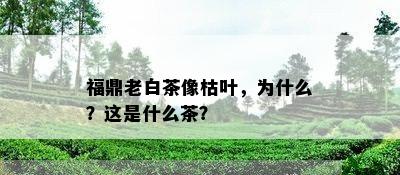 福鼎老白茶像枯叶，为什么？这是什么茶？