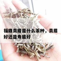 福鼎贡眉是什么茶种，贡眉好还是寿眉好