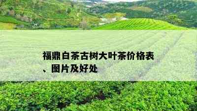 福鼎白茶古树大叶茶价格表、图片及好处