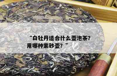 “白牡丹适合什么壶泡茶？用哪种紫砂壶？”