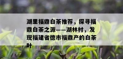 湖里福鼎白茶推荐，探寻福鼎白茶之源——湖林村，发现福建省德市福鼎产的白茶叶