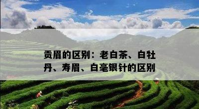 贡眉的区别：老白茶、白牡丹、寿眉、白毫银针的区别