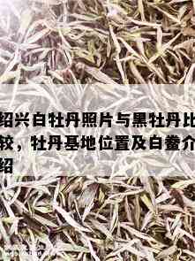 绍兴白牡丹照片与黑牡丹比较，牡丹基地位置及白鲞介绍