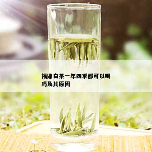 福鼎白茶一年四季都可以喝吗及其原因