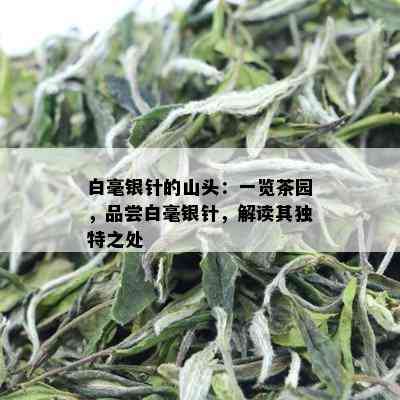 白毫银针的山头：一览茶园，品尝白毫银针，解读其独特之处