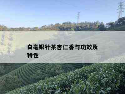 白毫银针茶杏仁香与功效及特性