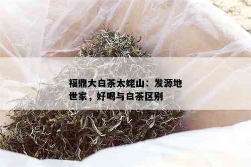 福鼎大白茶太姥山：发源地世家，好喝与白茶区别