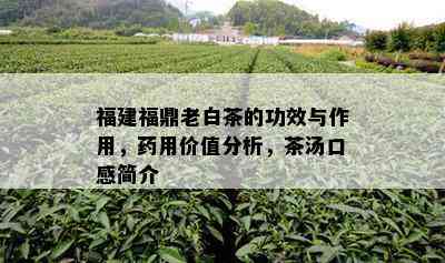 福建福鼎老白茶的功效与作用，用价值分析，茶汤口感简介