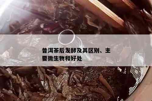 普洱茶后发酵及其区别、主要微生物和好处