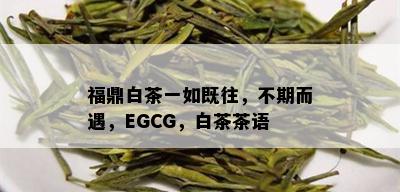 福鼎白茶一如既往，不期而遇，EGCG，白茶茶语