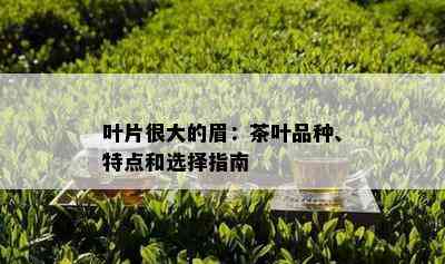 叶片很大的眉：茶叶品种、特点和选择指南