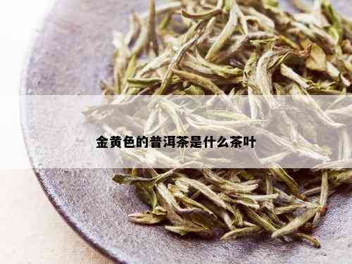 金黄色的普洱茶是什么茶叶