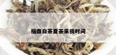 福鼎白茶夏茶采摘时间