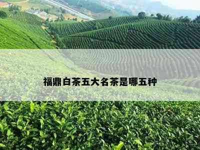 福鼎白茶五大名茶是哪五种