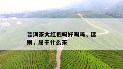 普洱茶大红袍吗好喝吗，区别，属于什么茶