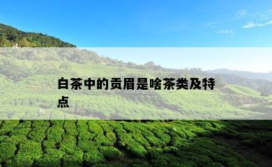 白茶中的贡眉是啥茶类及特点