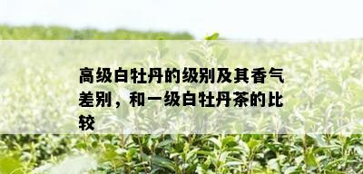 高级白牡丹的级别及其香气差别，和一级白牡丹茶的比较