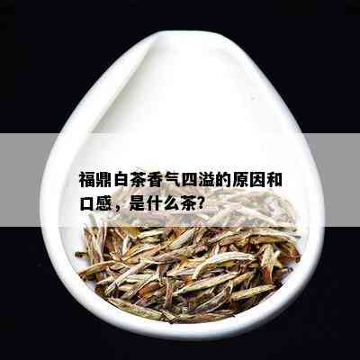 福鼎白茶香气四溢的原因和口感，是什么茶？