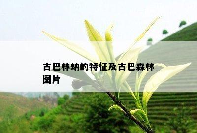 古巴林蚺的特征及古巴森林图片