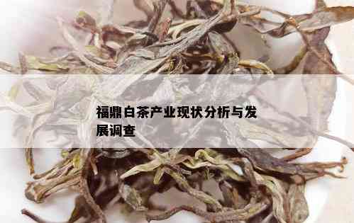 福鼎白茶产业现状分析与发展调查