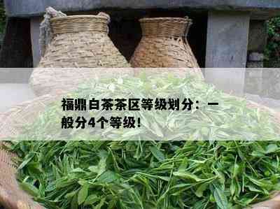 福鼎白茶茶区等级划分：一般分4个等级！