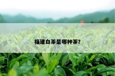 福建白茶是哪种茶？