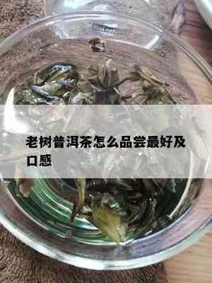 老树普洱茶怎么品尝更好及口感