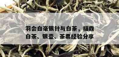 羽会白毫银针与白茶，福鼎白茶、银壶、茶票经验分享