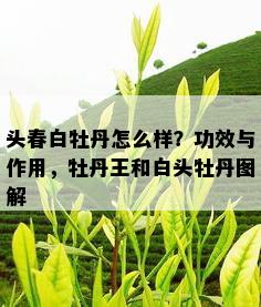 头春白牡丹怎么样？功效与作用，牡丹王和白头牡丹图解