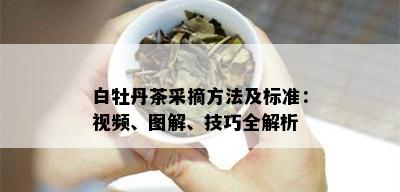 白牡丹茶采摘方法及标准：视频、图解、技巧全解析