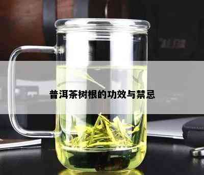 普洱茶树根的功效与禁忌