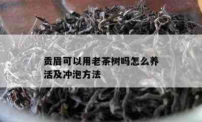 贡眉可以用老茶树吗怎么养活及冲泡方法