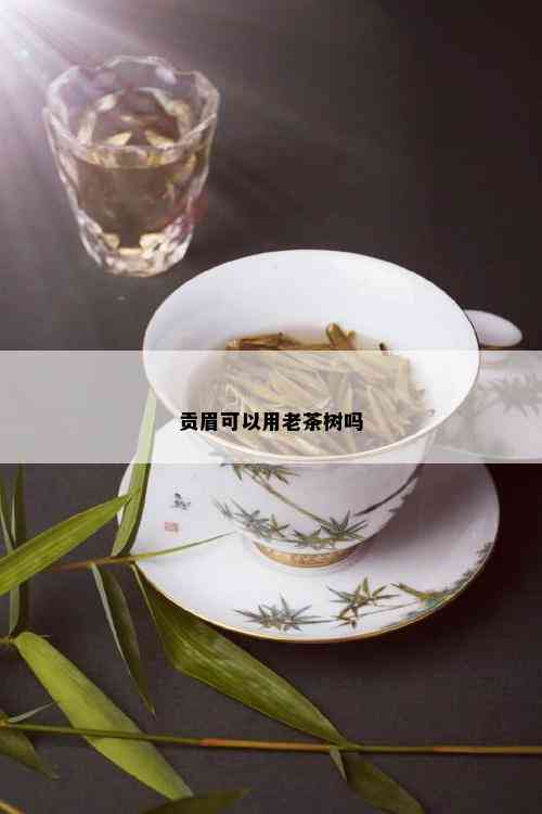 贡眉可以用老茶树吗