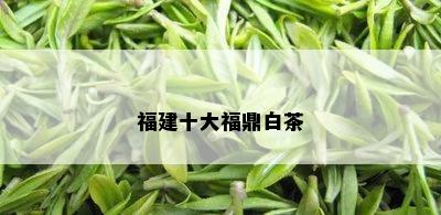 福建十大福鼎白茶