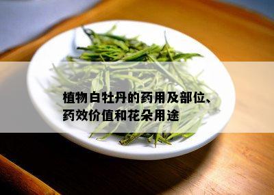 植物白牡丹的用及部位、效价值和花朵用途