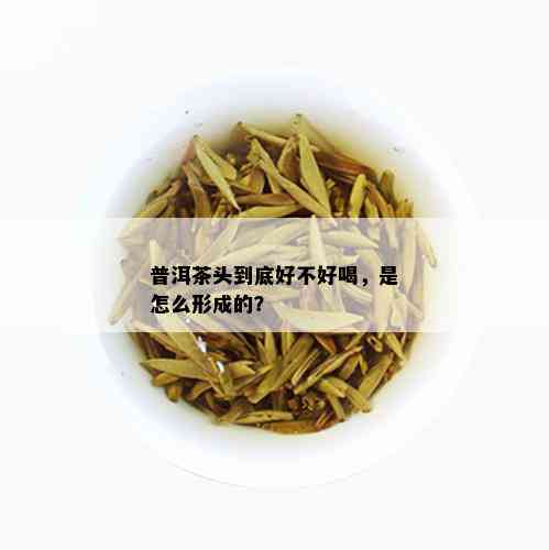 普洱茶头到底好不好喝，是怎么形成的？