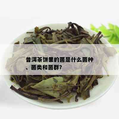 普洱茶饼里的菌是什么菌种、菌类和菌群？