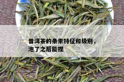 普洱茶的条索特征和级别，泡了之后能捏