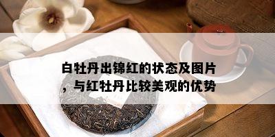 白牡丹出锦红的状态及图片，与红牡丹比较美观的优势