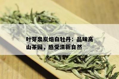 叶芽泉炭焙白牡丹：品味高山茶园，感受清新自然