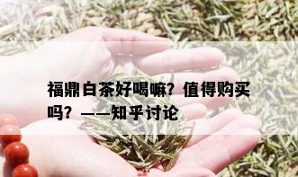 福鼎白茶好喝嘛？值得购买吗？——知乎讨论