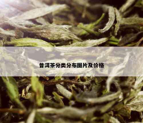 普洱茶分类分布图片及价格