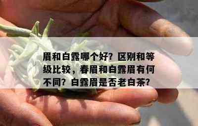 眉和白露哪个好？区别和等级比较，春眉和白露眉有何不同？白露眉是否老白茶？