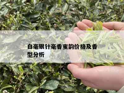 白毫银针毫香蜜韵价格及香型分析