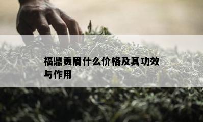 福鼎贡眉什么价格及其功效与作用