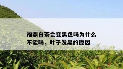 福鼎白茶会变黑色吗为什么不能喝，叶子发黑的原因