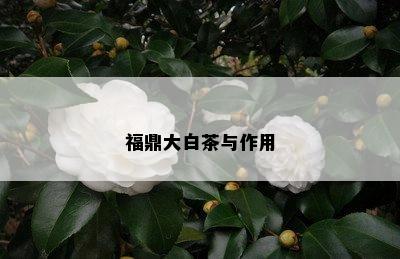 福鼎大白茶与作用